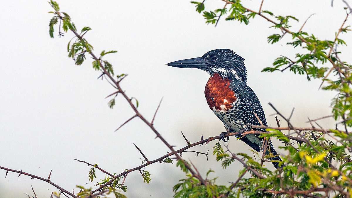 Giant Kingfisher [Megaceryle maxima maxima]