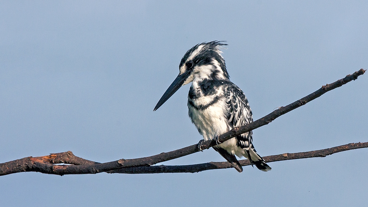 Pied Kingfisher [Ceryle rudis rudis]