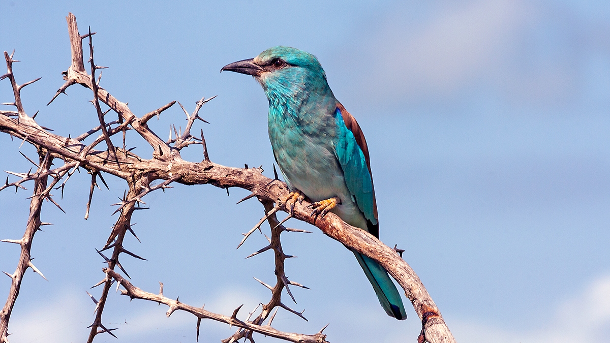 European Roller [Coracias garrulus garrulus]
