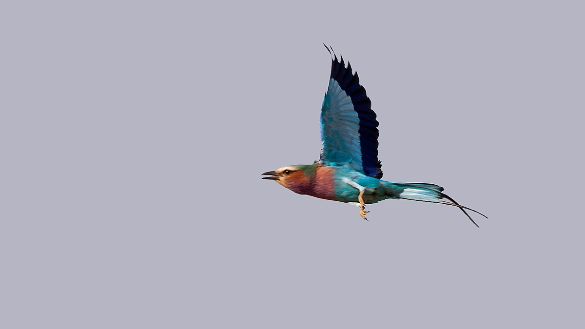 Lilac-breasted Roller [Coracias caudatus caudatus]