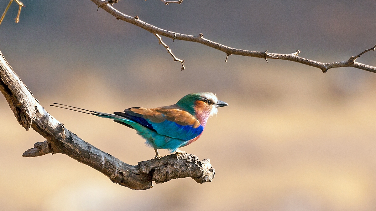 Lilac-breasted Roller [Coracias caudatus caudatus]