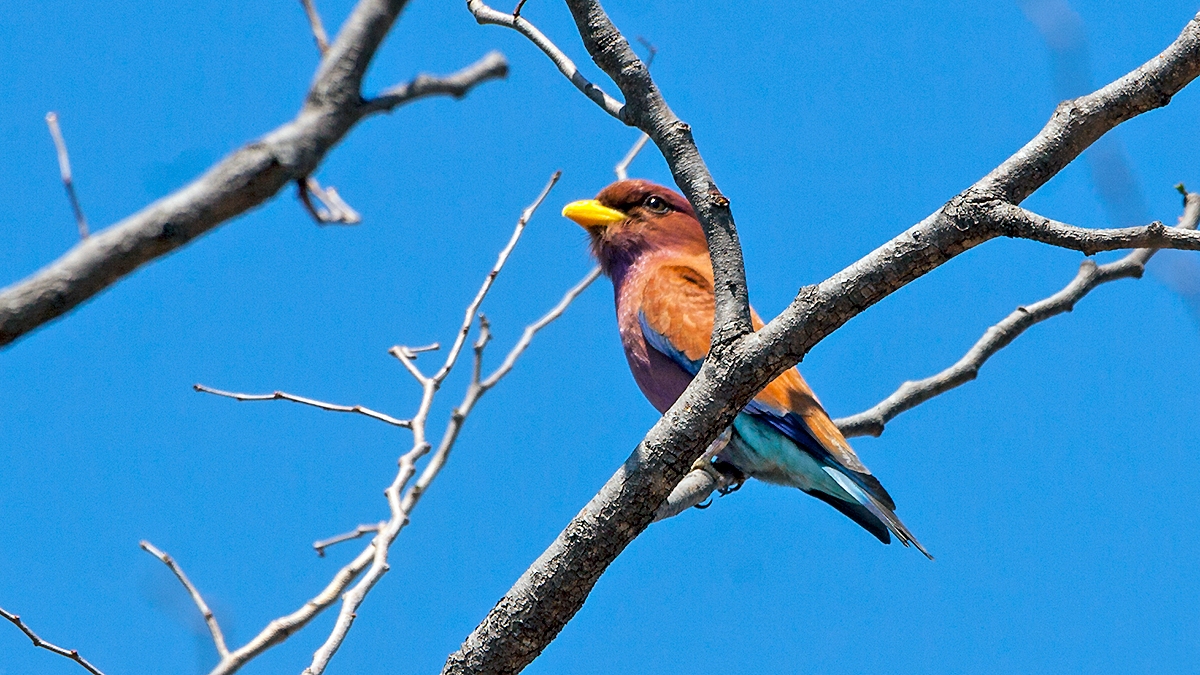 Broad-billed Roller [Eurystomus glaucurus suahelicus]