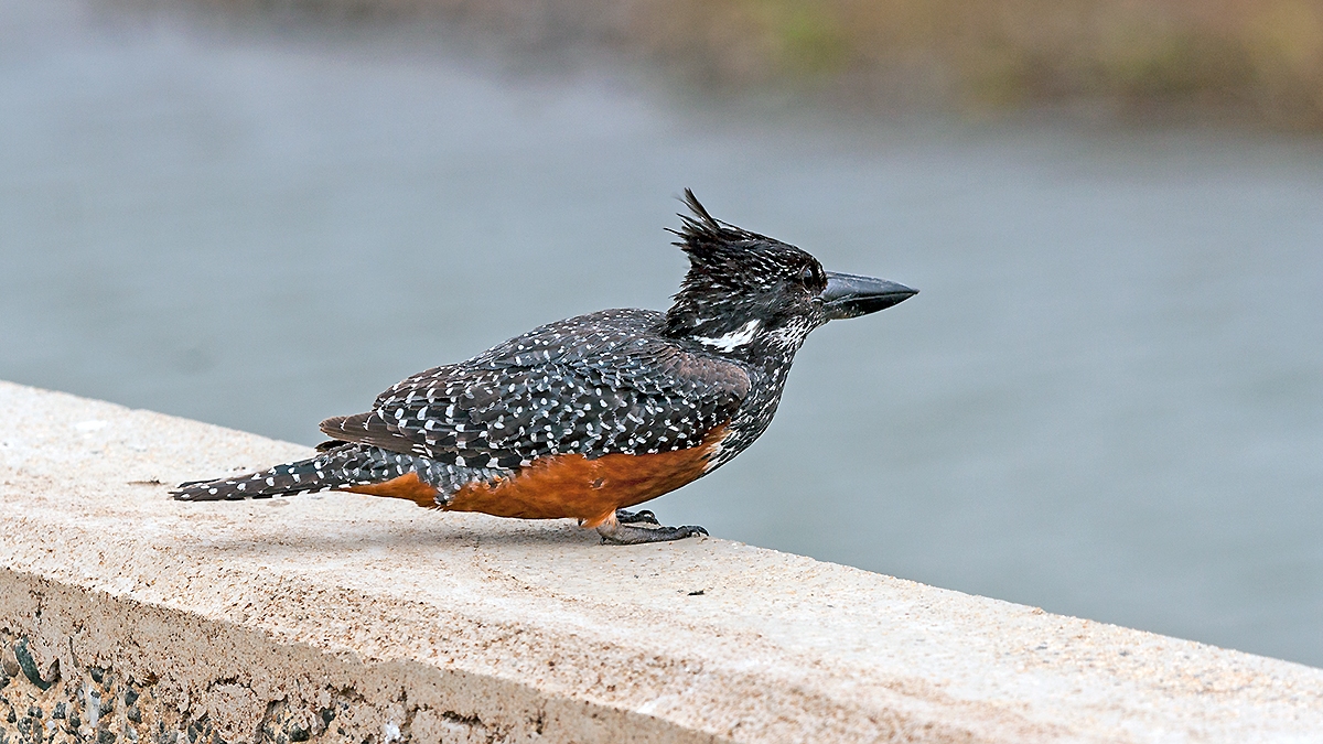 Giant Kingfisher [Megaceryle maxima maxima]