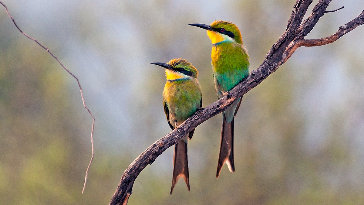 Swallow-tailed Bee-eater [Merops hirundineus hirundineus]