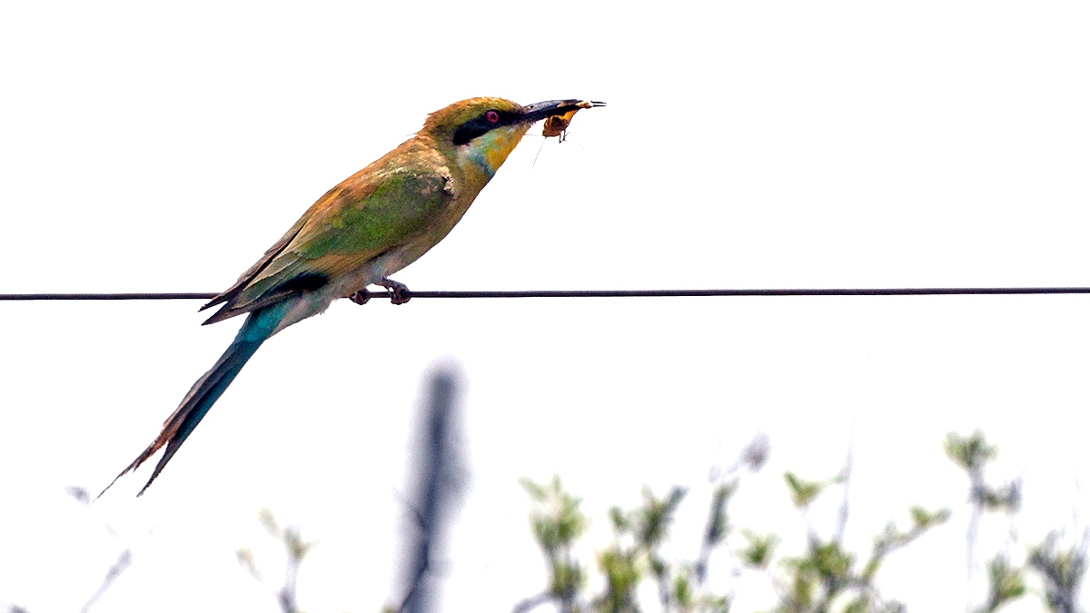 European Bee-eater [Merops apiaster]