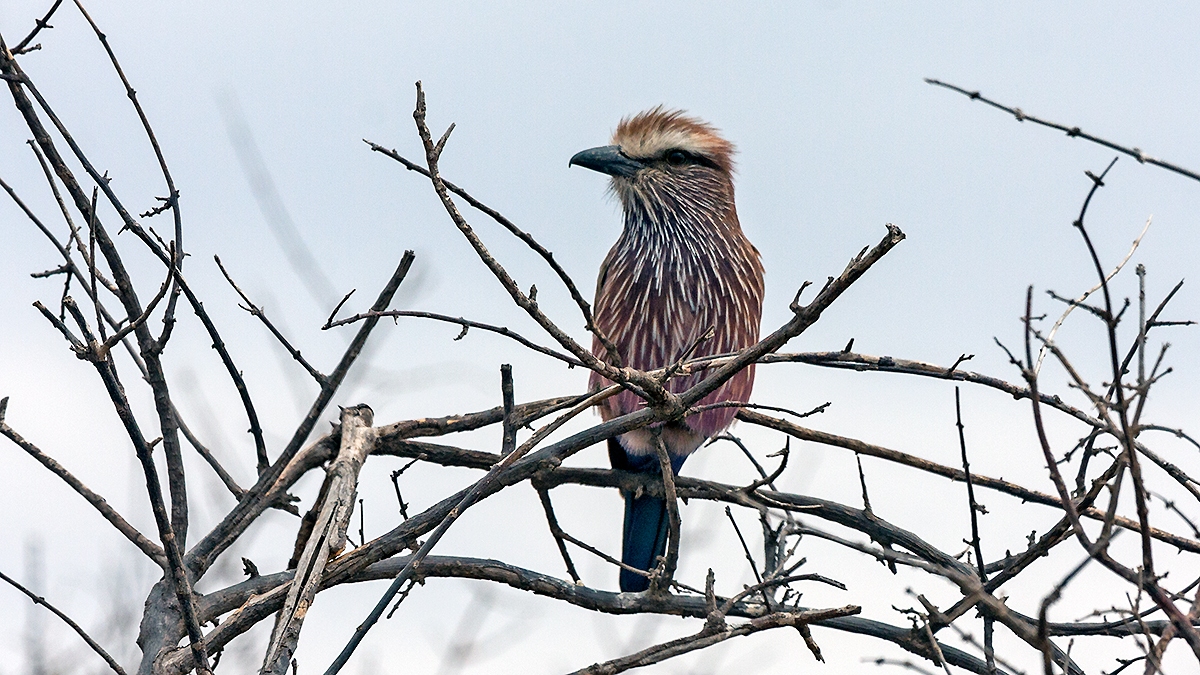 Purple Roller [Coracias naevius mosambicus]
