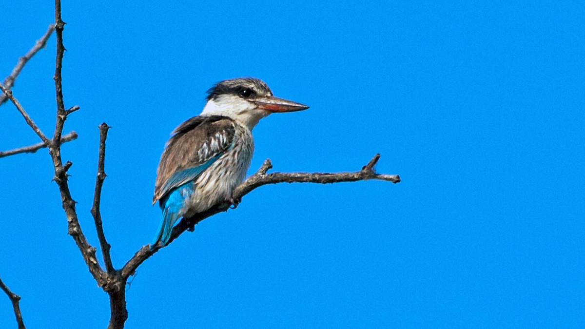 Striped Kingfisher [Halcyon chelicuti chelicuti]
