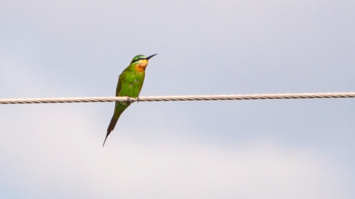 Blue-cheeked Bee-eater [Merops persicus persicus]