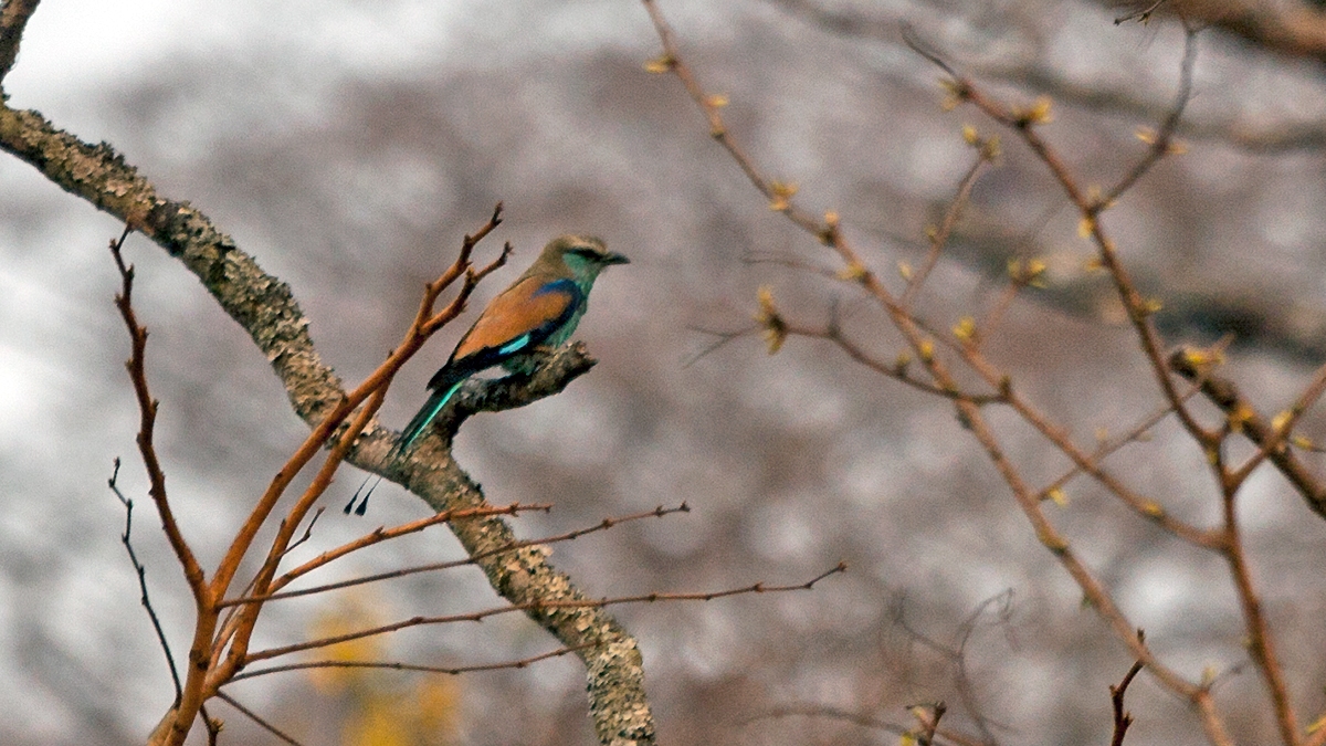 Racket-tailed Roller [Coracias spatulatus]
