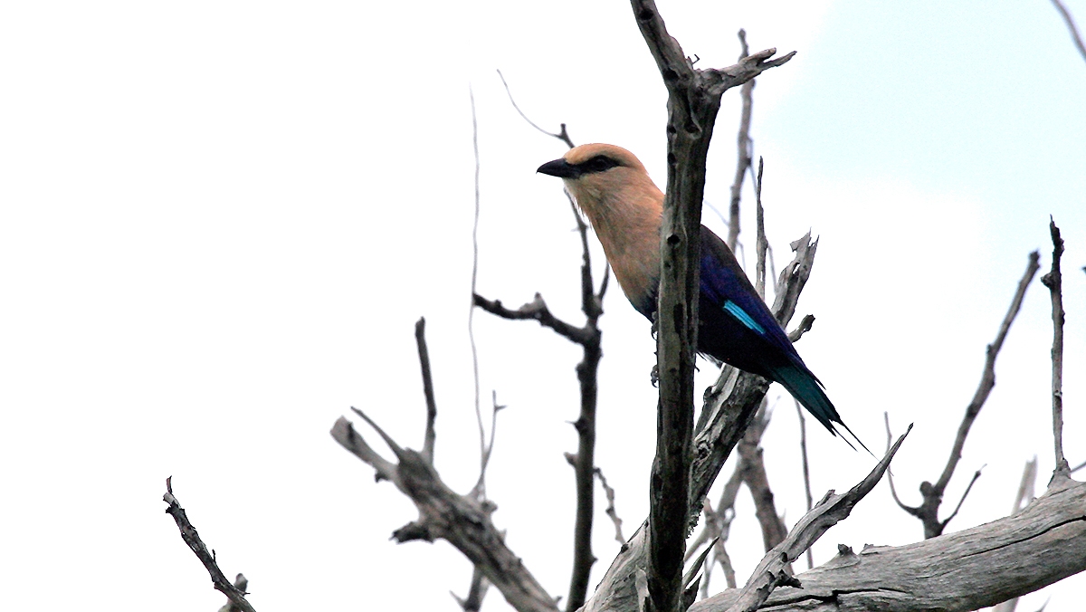 Blue-bellied Roller [Coracias cyanogaster]