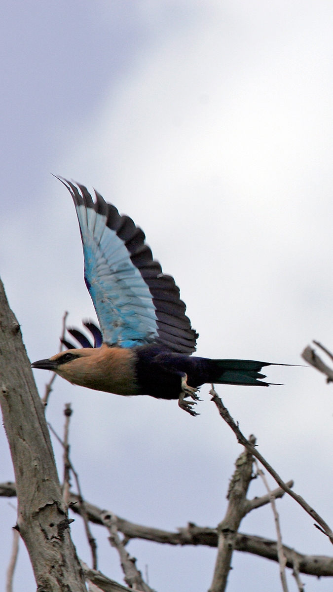 Blue-bellied Roller [Coracias cyanogaster]