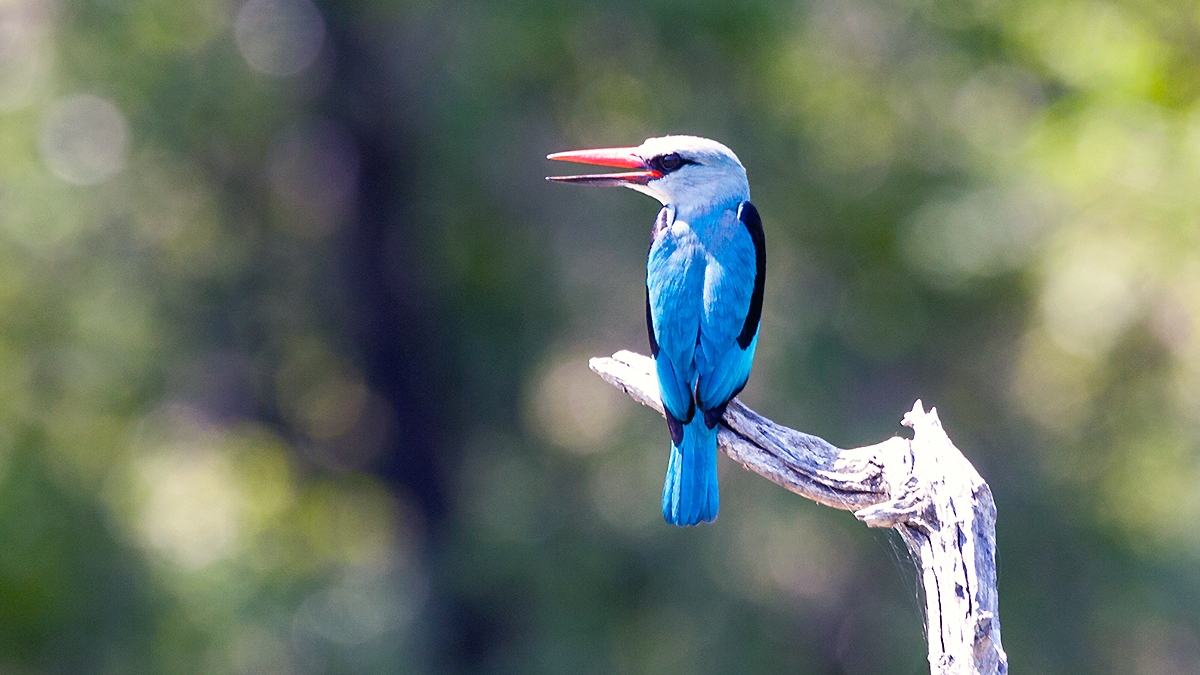 Woodland Kingfisher [Halcyon senegalensis cyanoleuca]