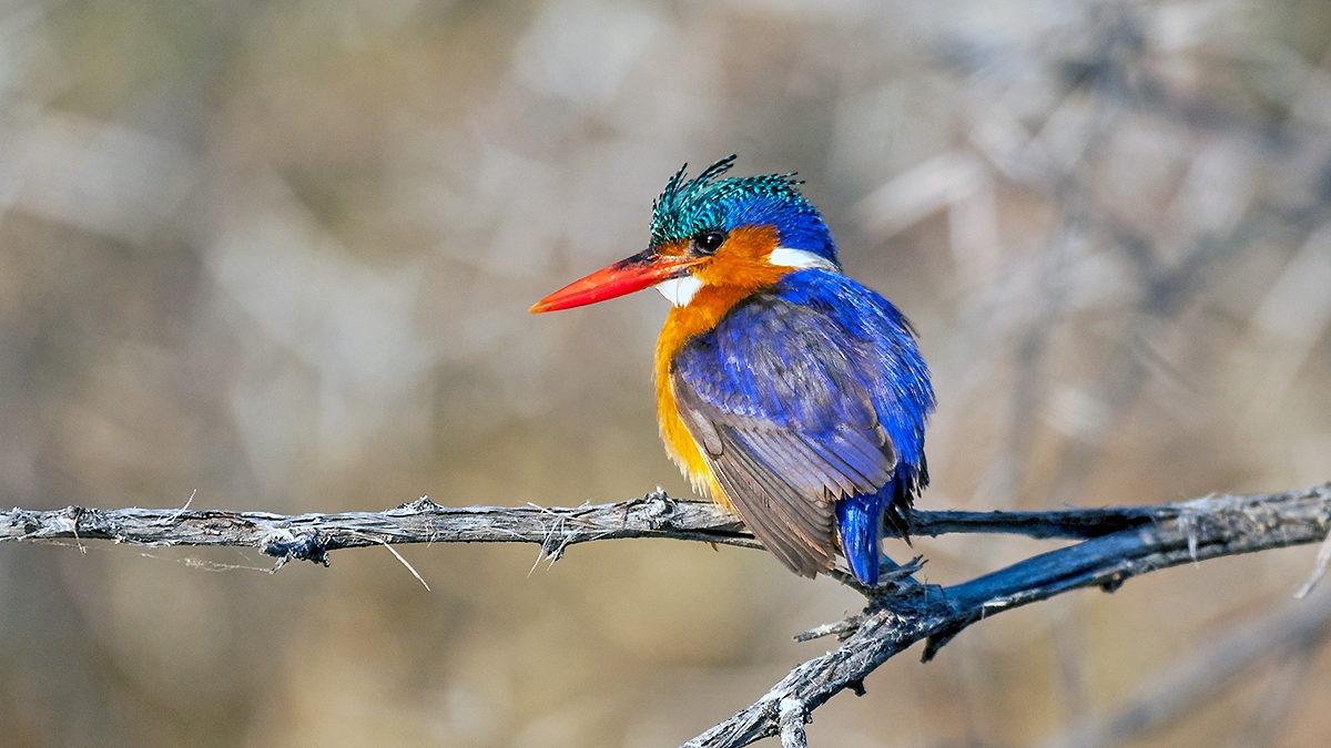 Malachite Kingfisher [Corythornis cristatus cristatus]