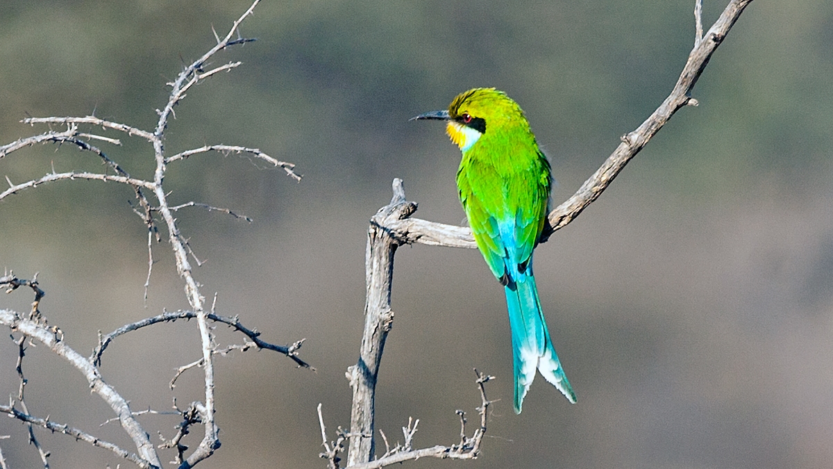 Swallow-tailed Bee-eater [Merops hirundineus hirundineus]