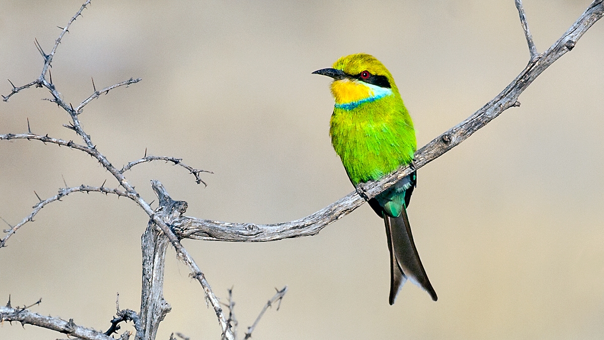 Swallow-tailed Bee-eater [Merops hirundineus hirundineus]