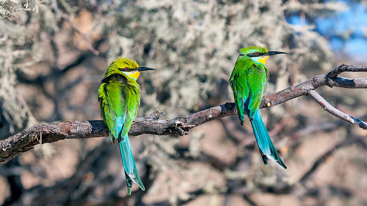 Swallow-tailed Bee-eater [Merops hirundineus hirundineus]