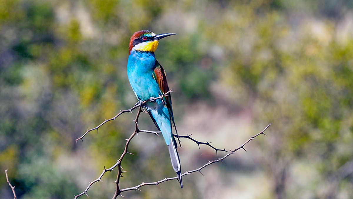 European Bee-eater [Merops apiaster]