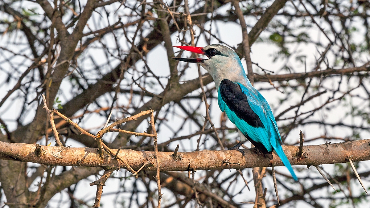 Woodland Kingfisher [Halcyon senegalensis cyanoleuca]