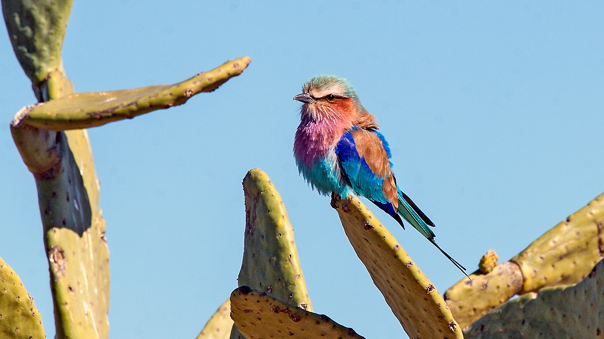 Lilac-breasted Roller [Coracias caudatus caudatus]