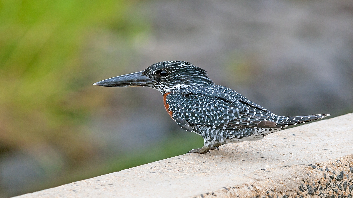 Giant Kingfisher [Megaceryle maxima maxima]