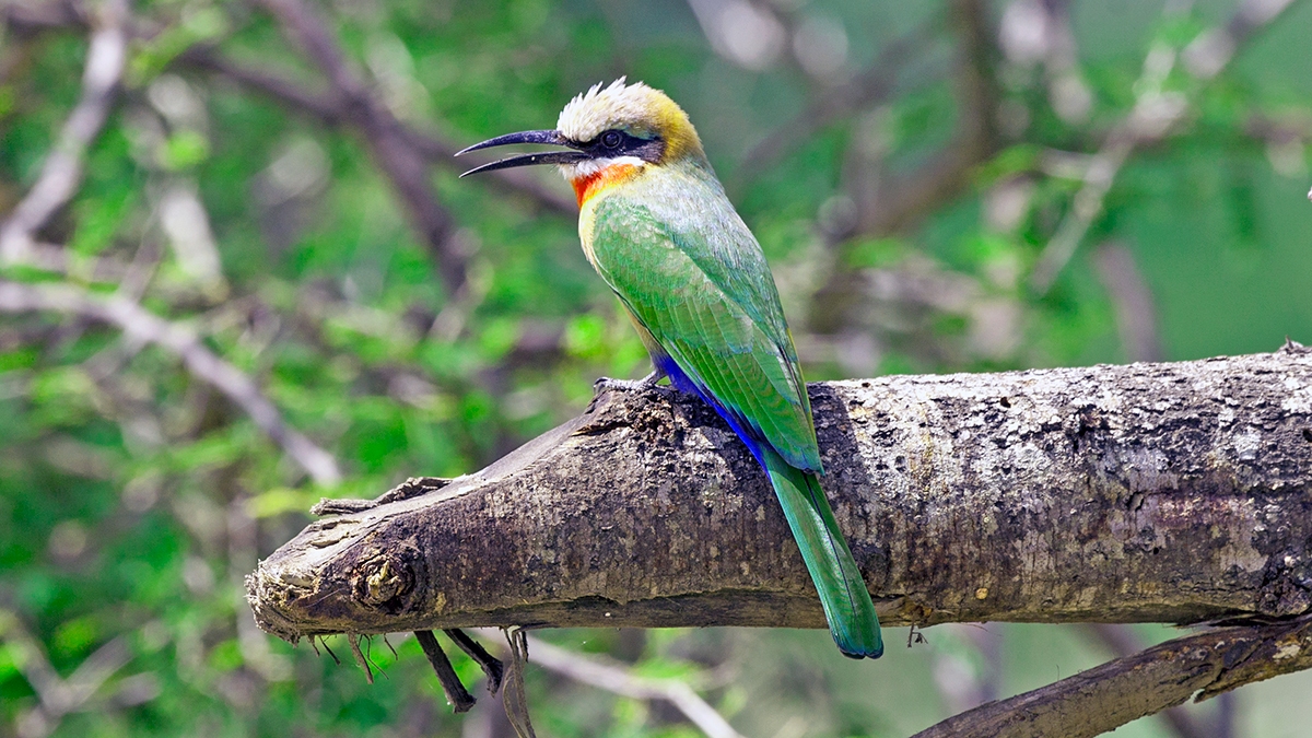 White-fronted Bee-eater [Merops bullockoides]