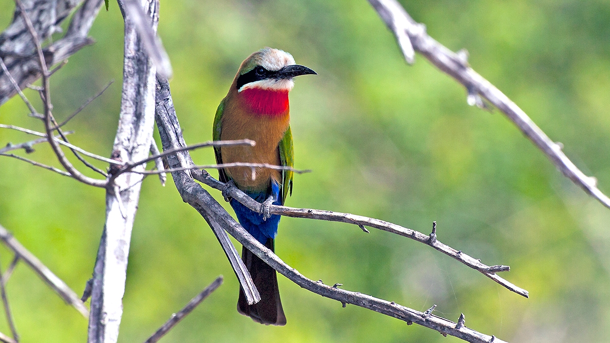 White-fronted Bee-eater [Merops bullockoides]