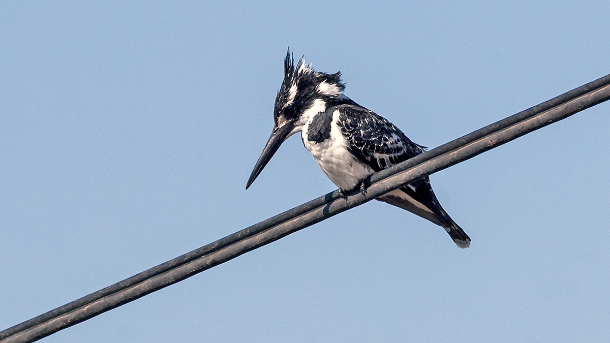 Pied Kingfisher [Ceryle rudis rudis]