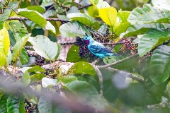 Spangled Cotinga [Cotinga cayana] 