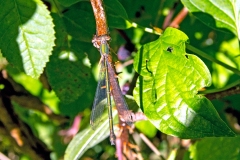 Willow Emerald Damselfly [Chalcolestes viridis]