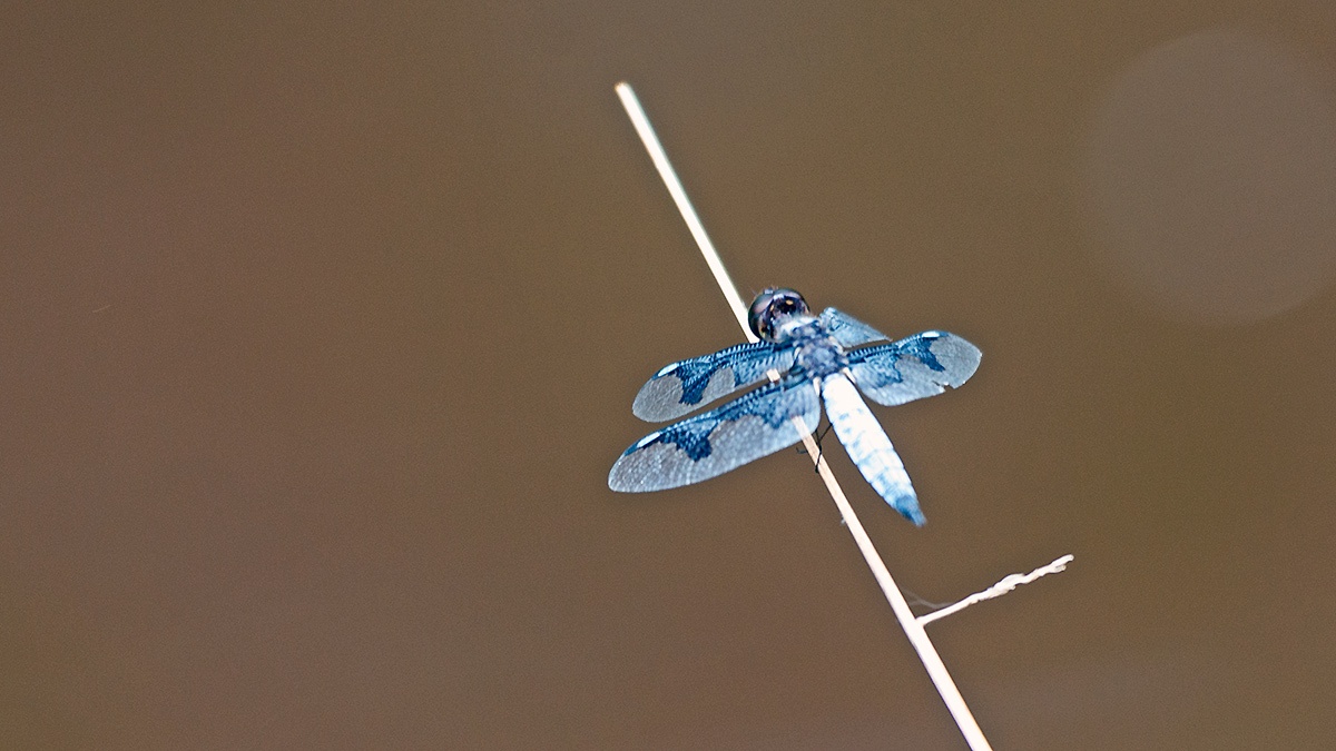 Portia Widow [Palpopleura portia]
