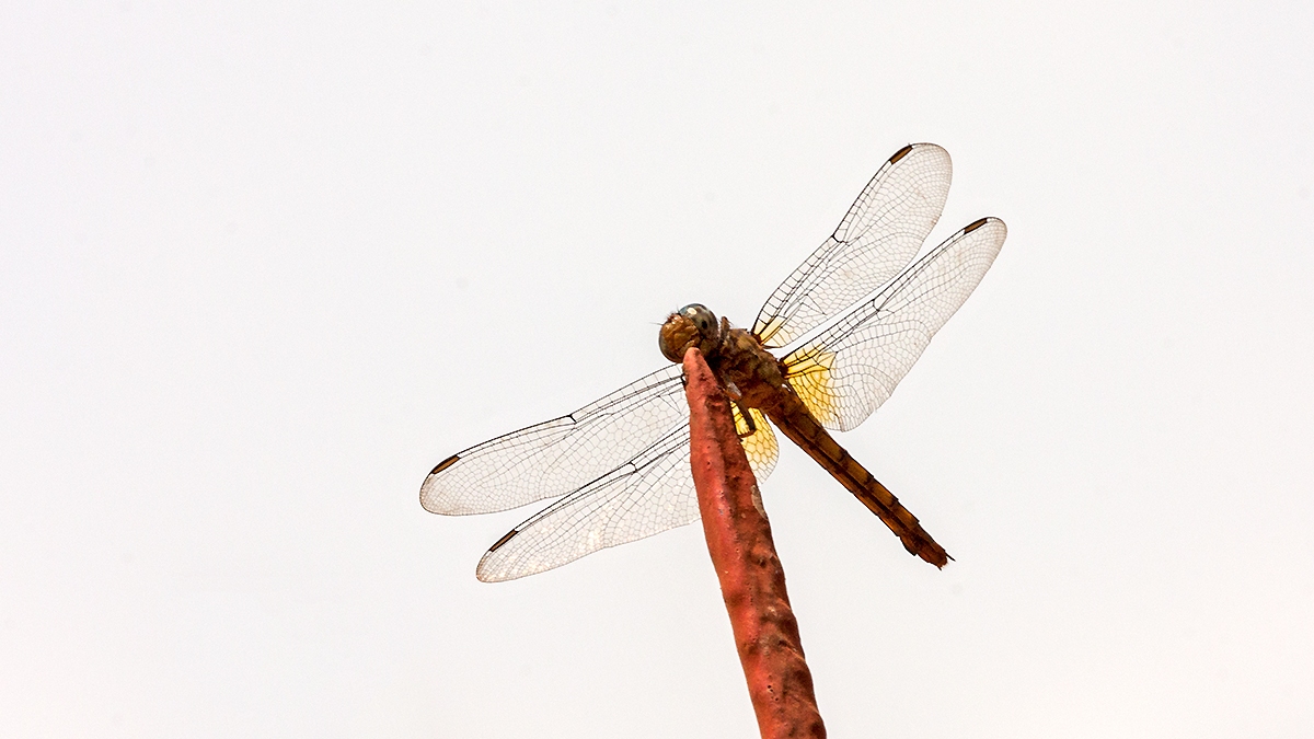 Broad Scarlet [Crocothemis erythraea]