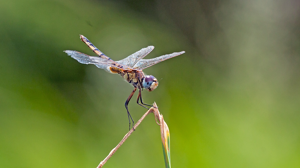 Blue Basker [Urothemis edwardsii]