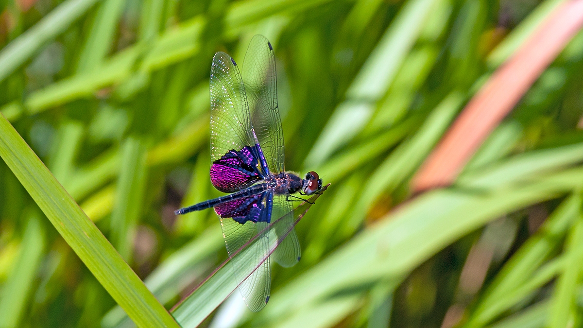 Phantom Flutterer [Rhyothemis semihyalina]