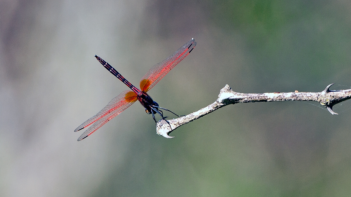 Red-veined Dropwing [Trithemis arteriosa]
