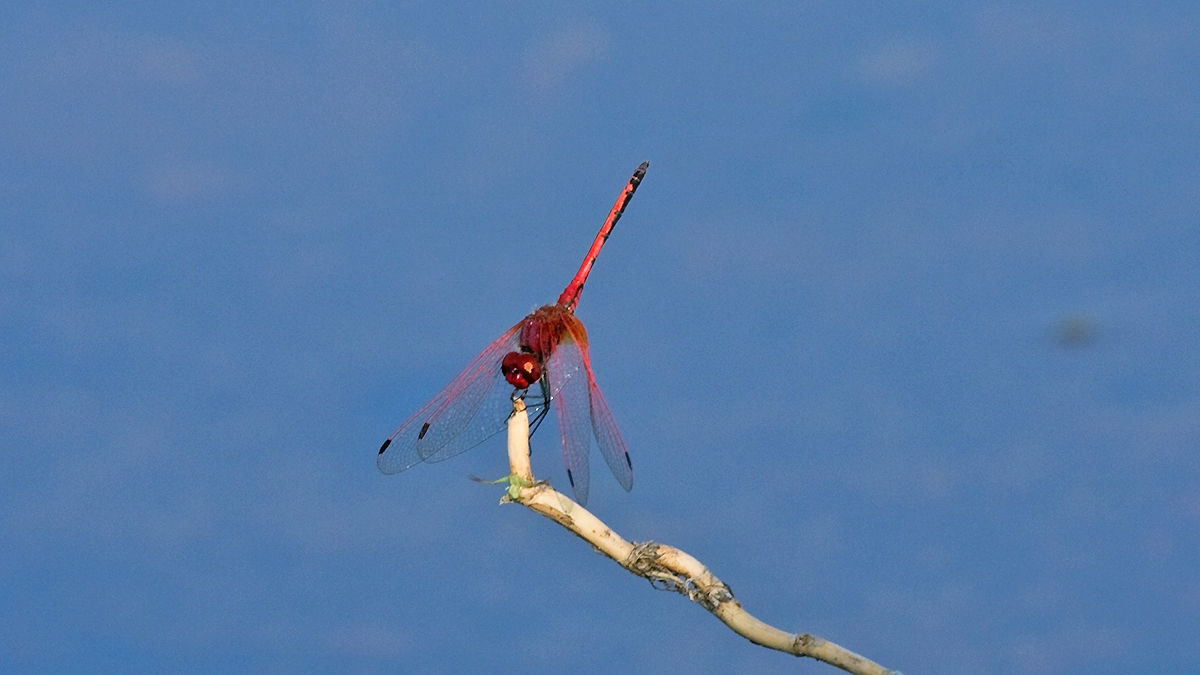 Red-veined Dropwing [Trithemis arteriosa]