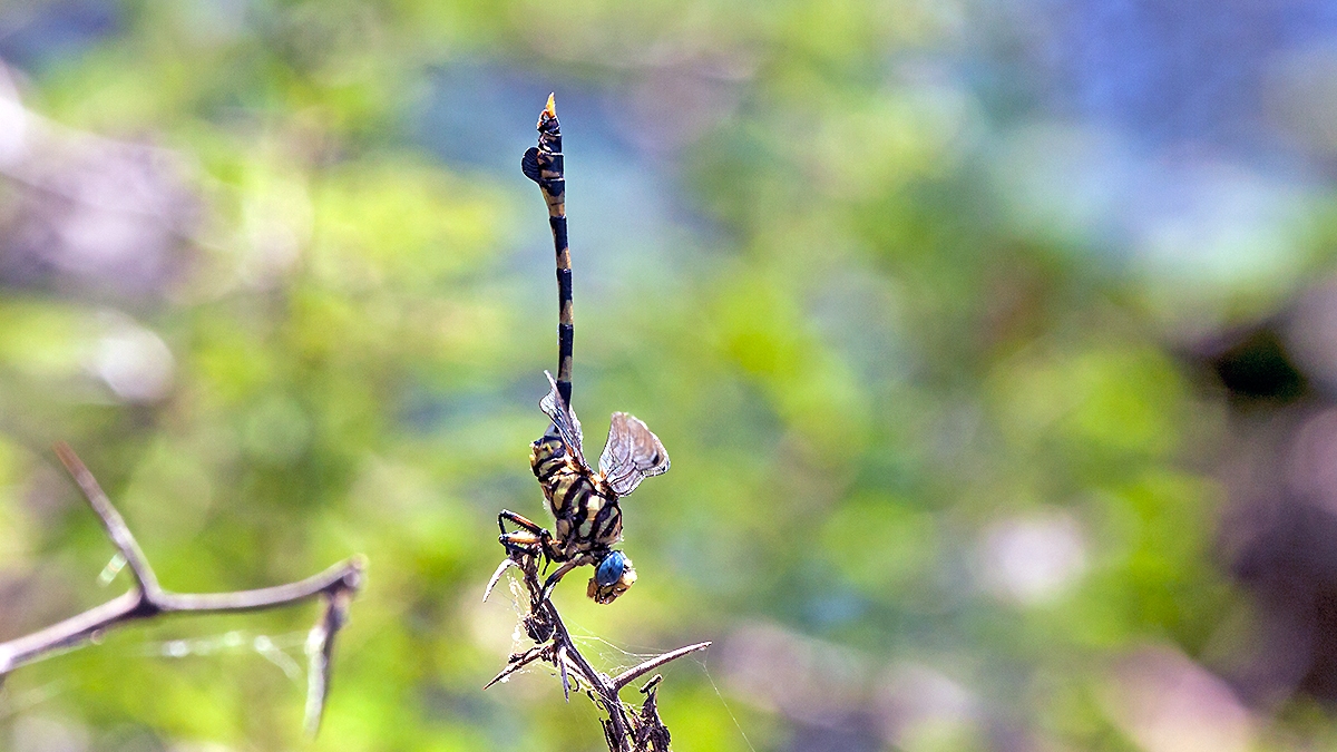 Common Tigertail [Ictinogomphus ferox]
