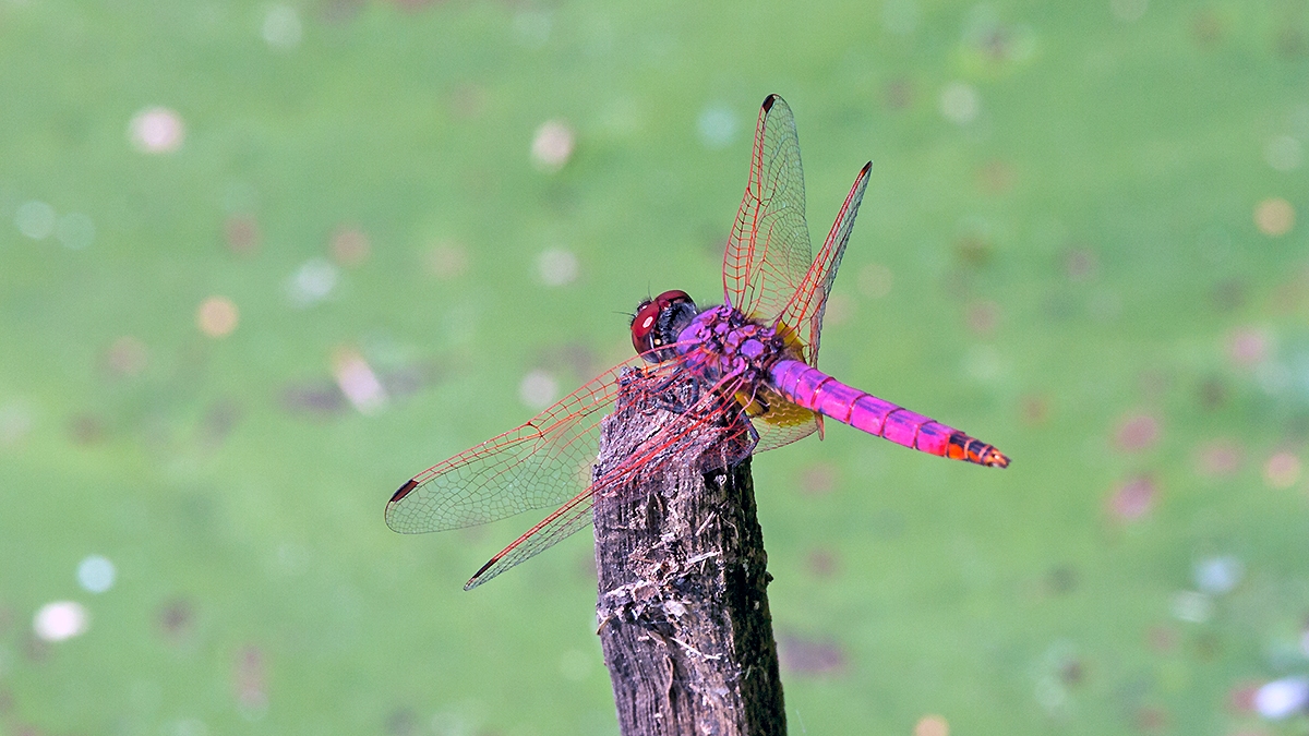 Violet Dropwing [Trithemis annulata]