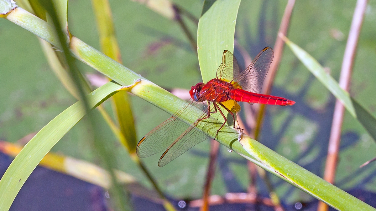 Broad Scarlet [Crocothemis erythraea]