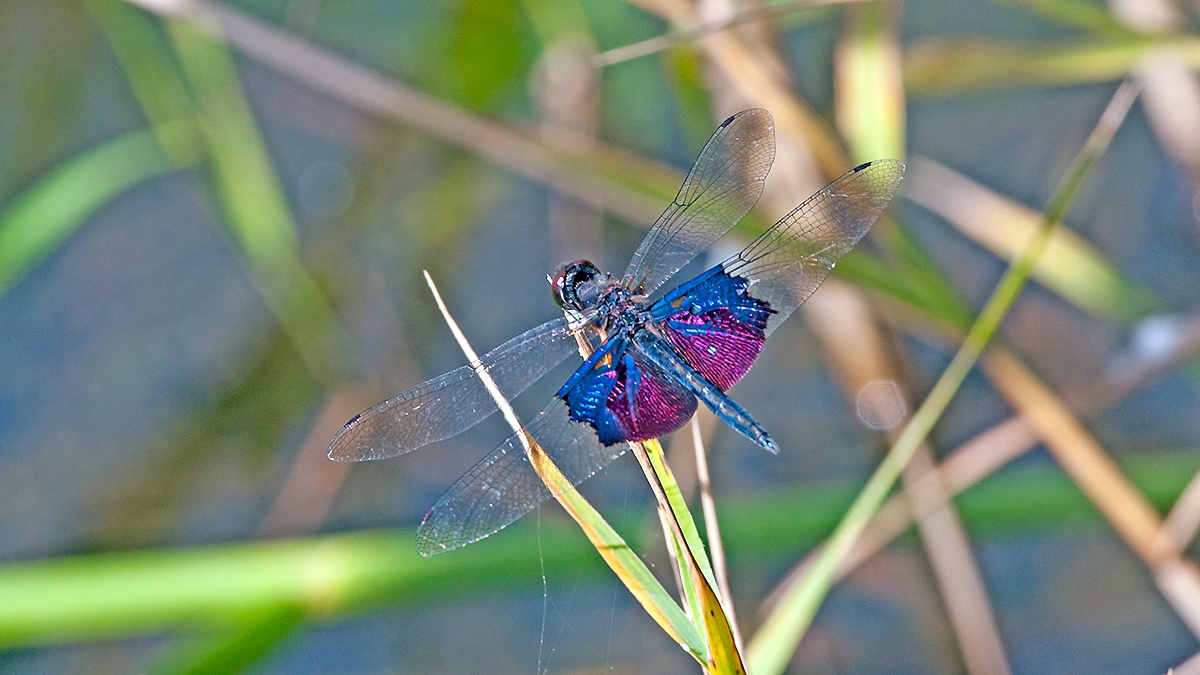 Phantom Flutterer [Rhyothemis semihyalina]