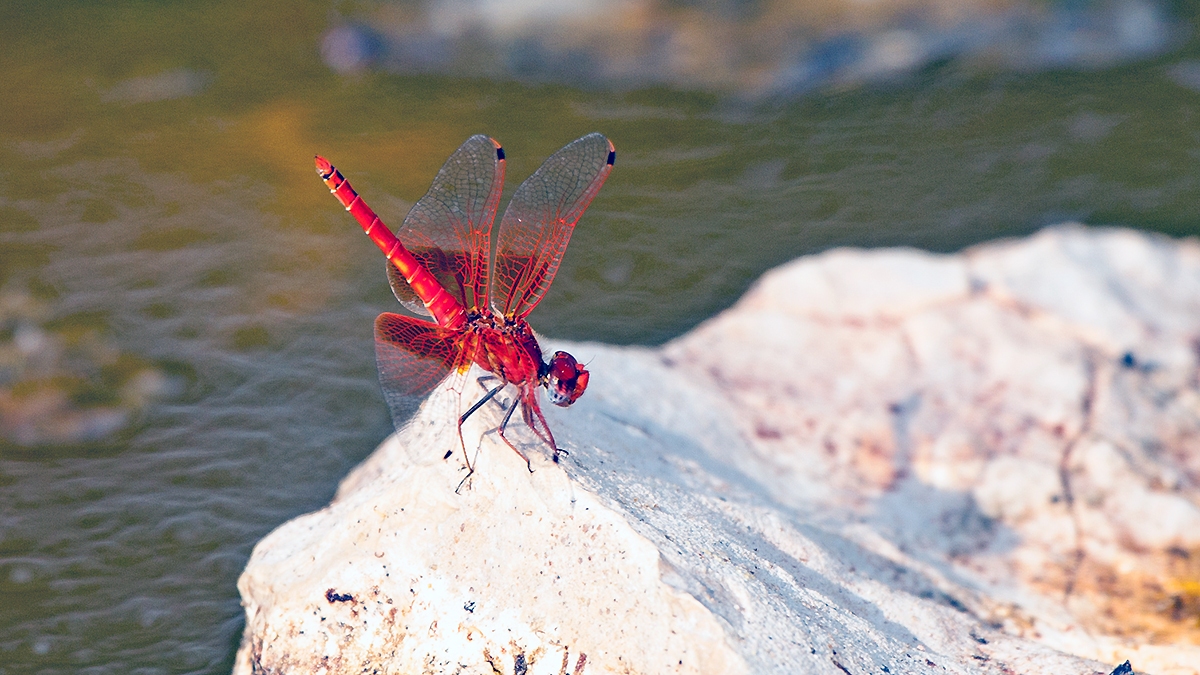 Orange-winged Dropwing [Trithemis kirbyi]
