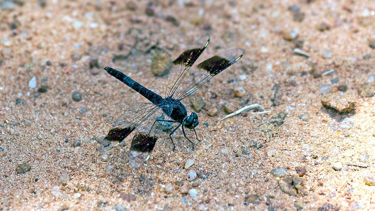 Banded Groundling [Brachythemis leucosticta]