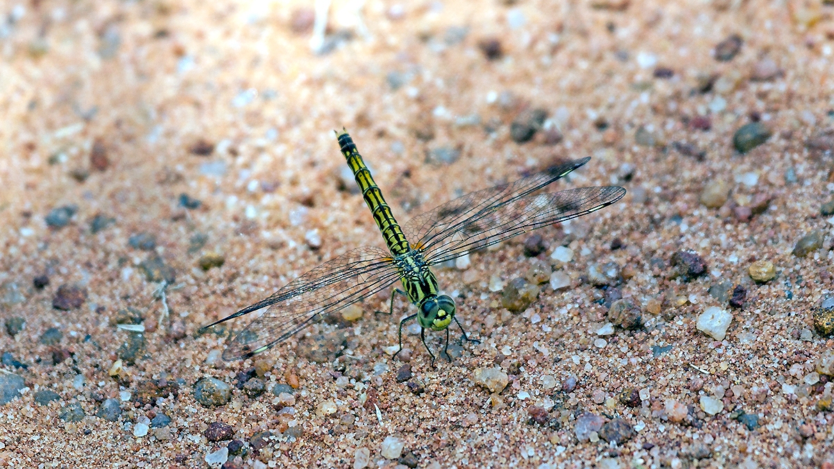 Banded Groundling [Brachythemis leucosticta]