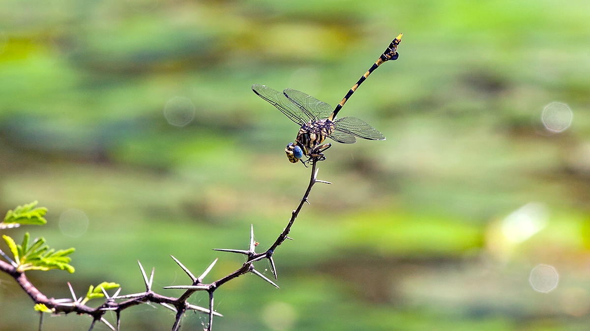 Common Tigertail [Ictinogomphus ferox]