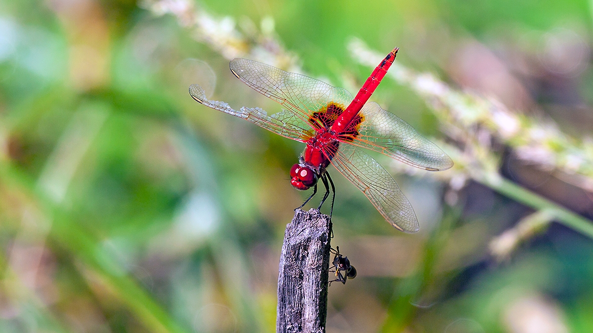 Red Basker [Urothemis assignata]
