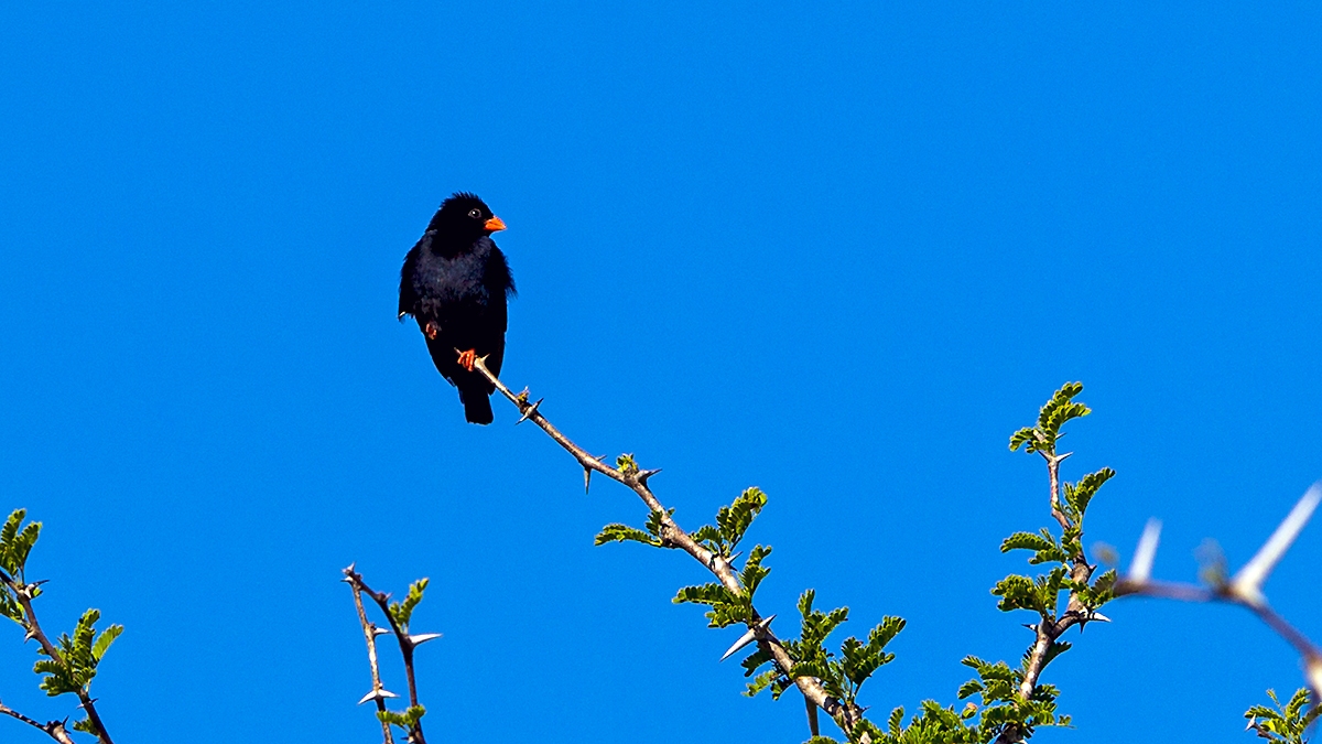 Village Indigobird [Vidua chalybeata amauropteryx]