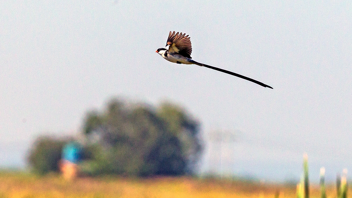 Pin-tailed Whydah [Vidua macroura]