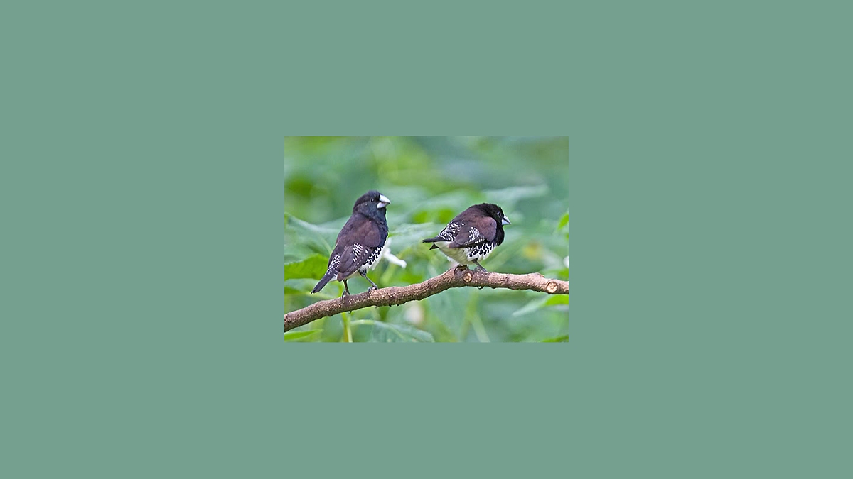 Black-and-white Mannikin [Spermestes bicolor poensis]