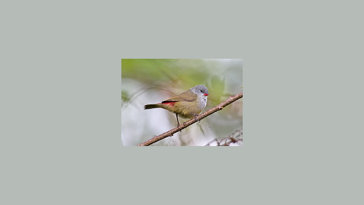 Yellow-bellied Waxbill [Coccopygia quartinia kilimensis]