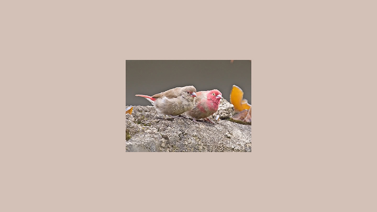 Red-billed Firefinch [Lagonosticta senegala ruberrima]