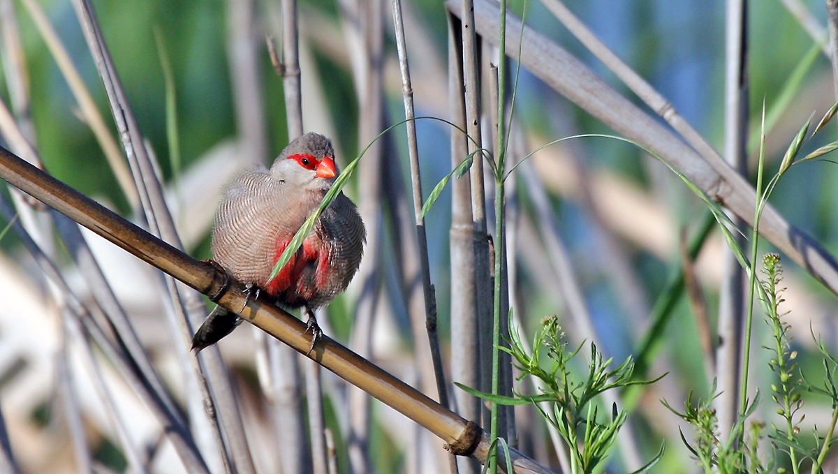 Common Waxbill [Estrilda astrild tenebridorsa]
